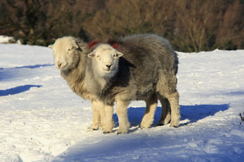 Herdwick photography by Betty Fold Gallery